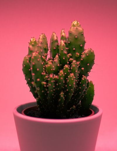 green cactus on planter
